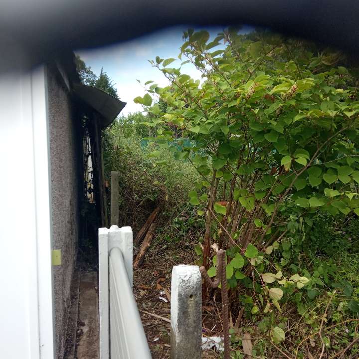 View of a Japanese Knotweed bush growing near a building structure and fence.