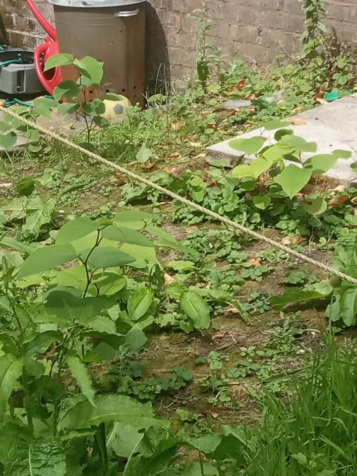 Young Japanese Knotweed shoots growing in an area with a ground rope for excavation surveying.