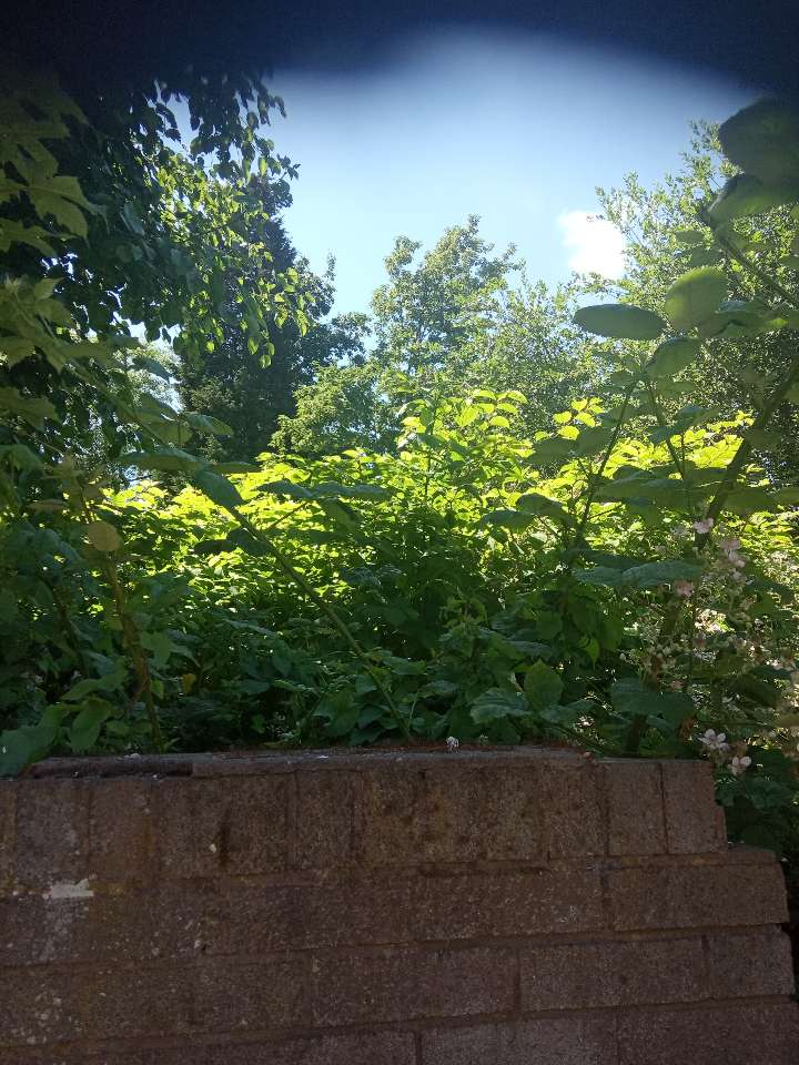 Close-up view of Japanese Knotweed leaves and stems growing over a garden wall, typical of an initial site identification survey.