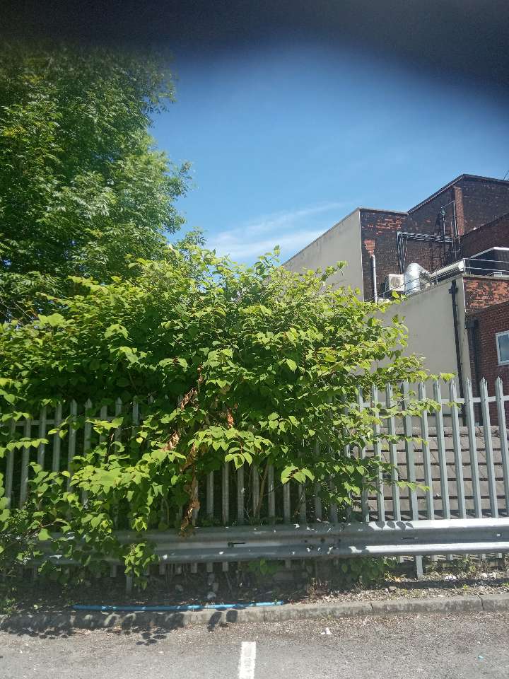 Japanese Knotweed plants growing against a commercial metal security fence, showing the risk of structural damage.