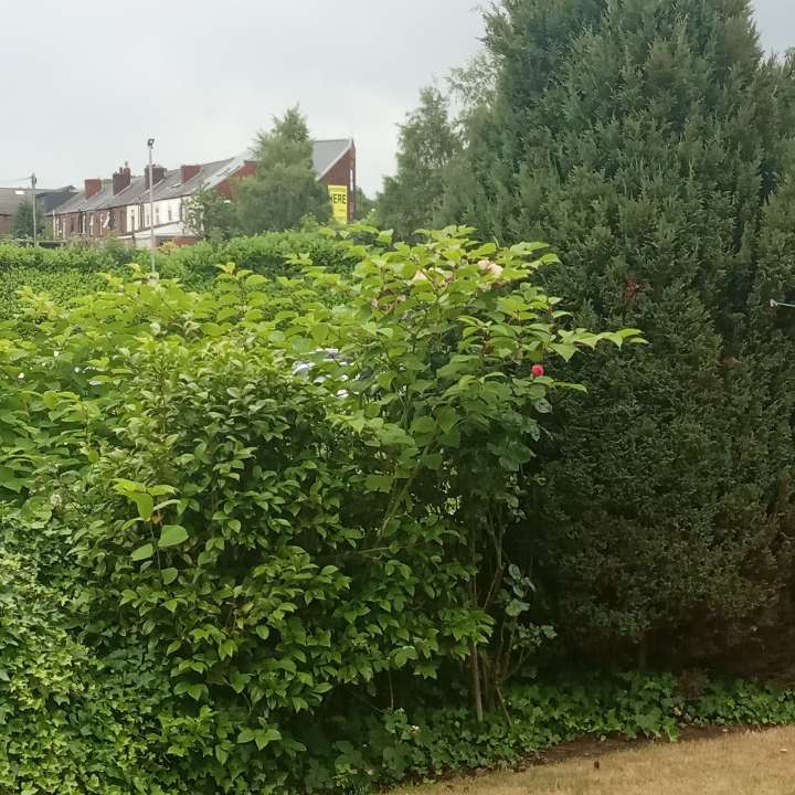 Dense Japanese Knotweed growth visible in a residential garden, showing typical heart-shaped leaves and stem structure.