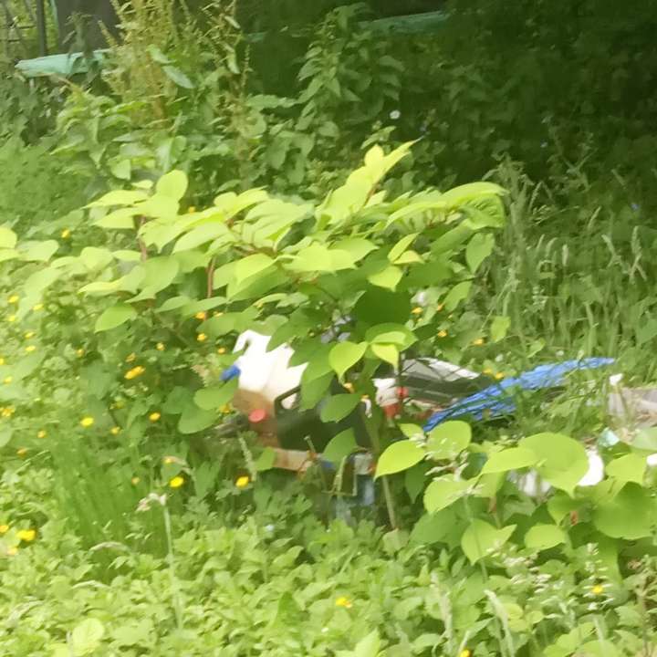 Japanese Knotweed foliage growing around garden equipment, showing typical early-stage infestation.