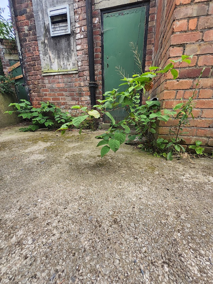 Japanese Knotweed growing beside a brick industrial building and doorway, highlighting structural risk.